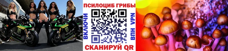 Купить где  Калининец  Псилоцибиновые грибы Psilocybine cubensis 